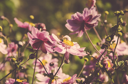 Flower After Blossom Containing Flower Nature And Indie preview 5
