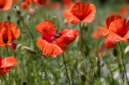 a large number of red poppies in the green grass, a Photo by MyPhotos
