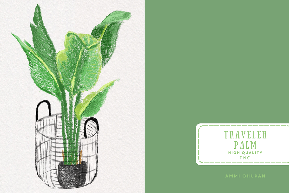 Traveler's Palm in Wire Basket, an Illustration by AMMi
