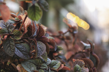 Beautiful plant, close up and selective focus, a Holiday Photo by AtlasStudio PRO