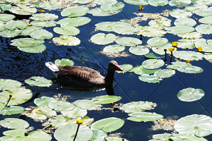 Grey Leg Goose with Lilypads Photo