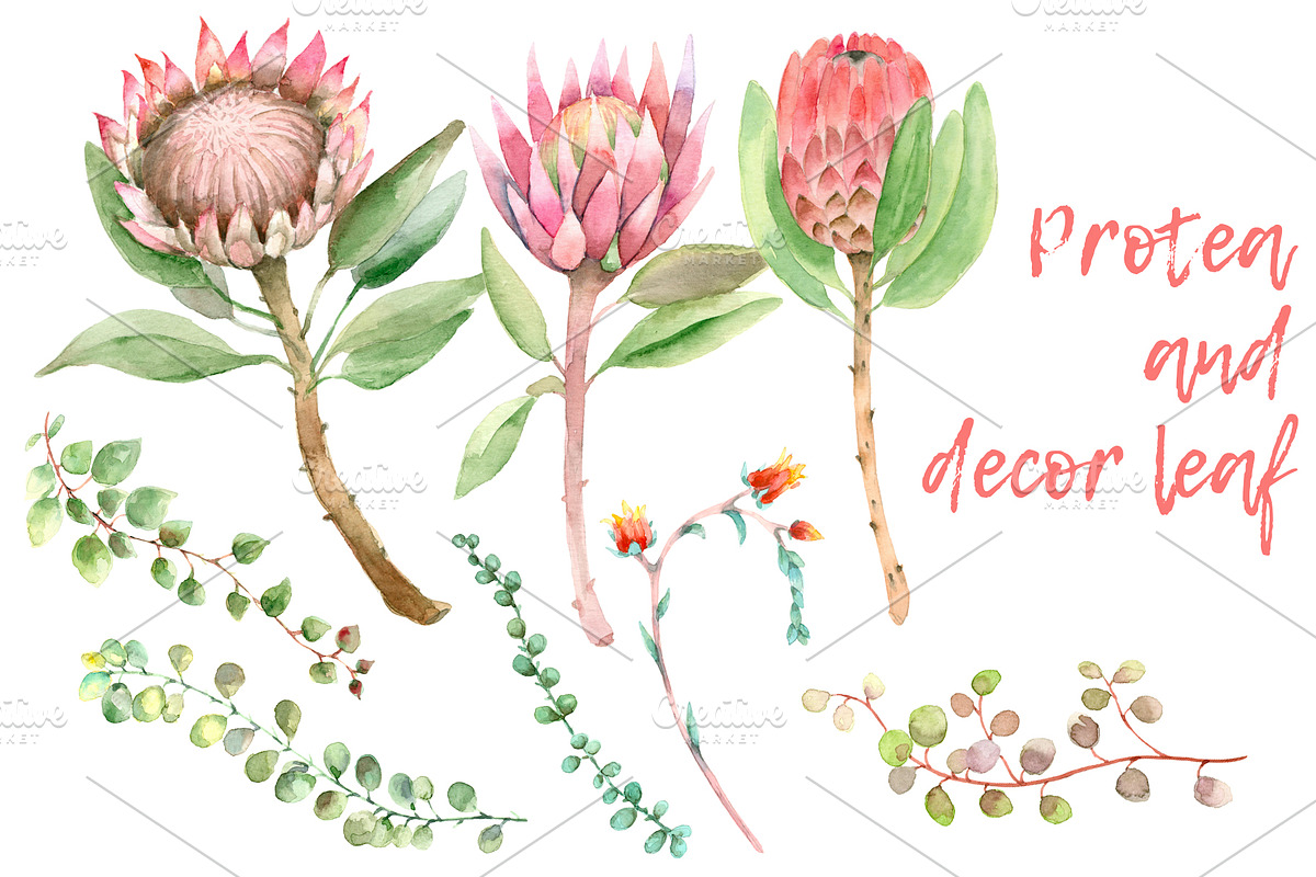Succulent and Cactus collection, an Illustration by IvanFet (Photo 5 of 10)
