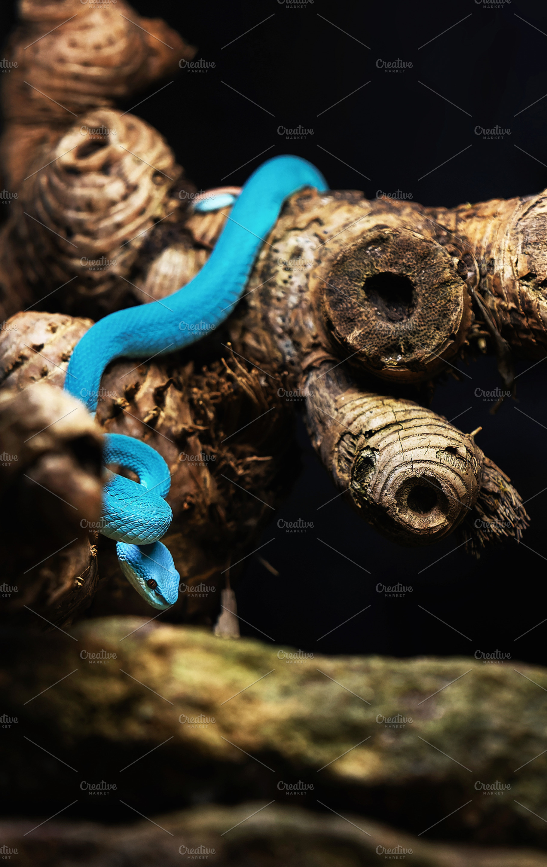 Venomous Blue Snake on a Dry Branch, an Animal Photo by Perpis