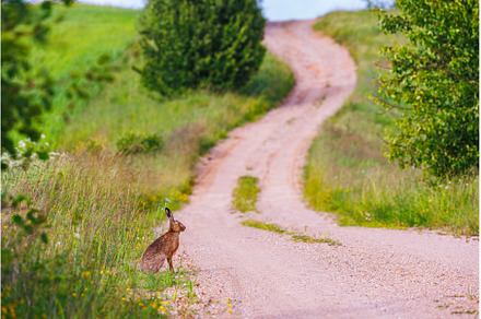European brown hare, lepus europaeus