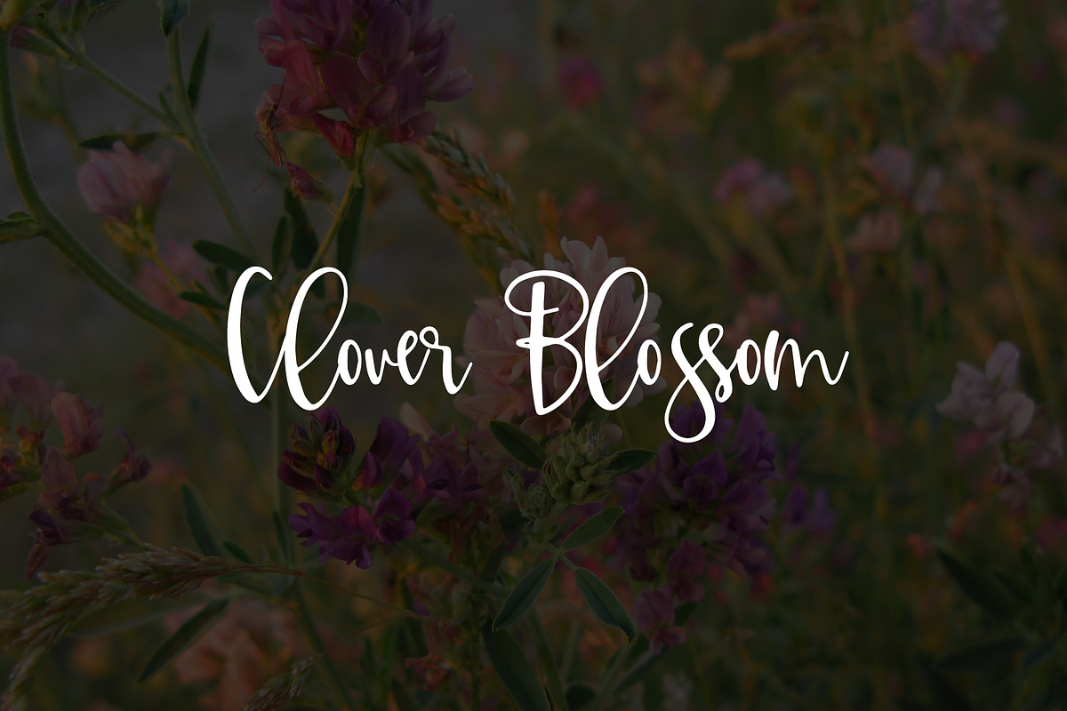 Clover Blossom