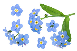 forget-me-not flowers isolated on