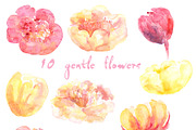 Watercolor clipart Peony Gentle Kiss, an Illustration by AqwaColor (Thumbnail 2 of 5)