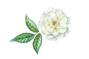 White roses, a Decorative Illustration by Watercolor life (Thumbnail 4 of 7)