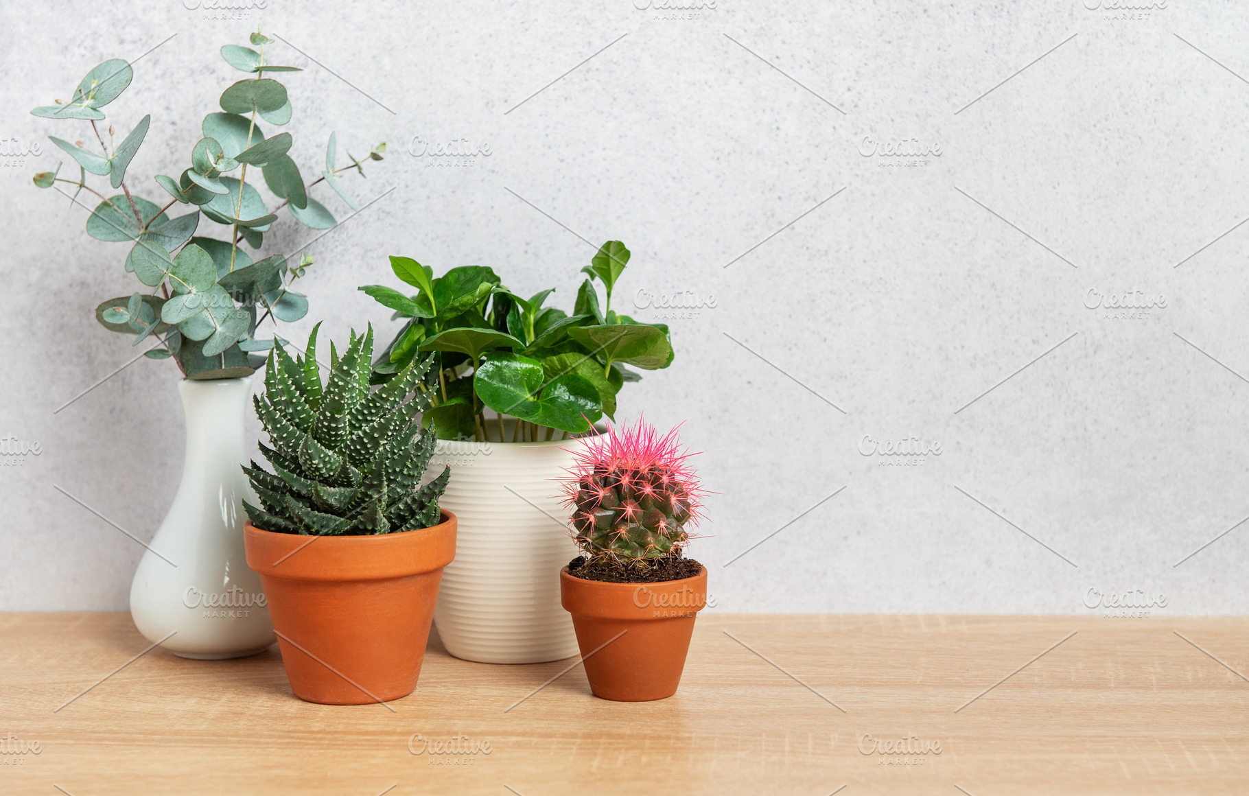 Eucalyptus branches, succulents, and cactus plants creating a co, a Nature Photo by Olena Rudo