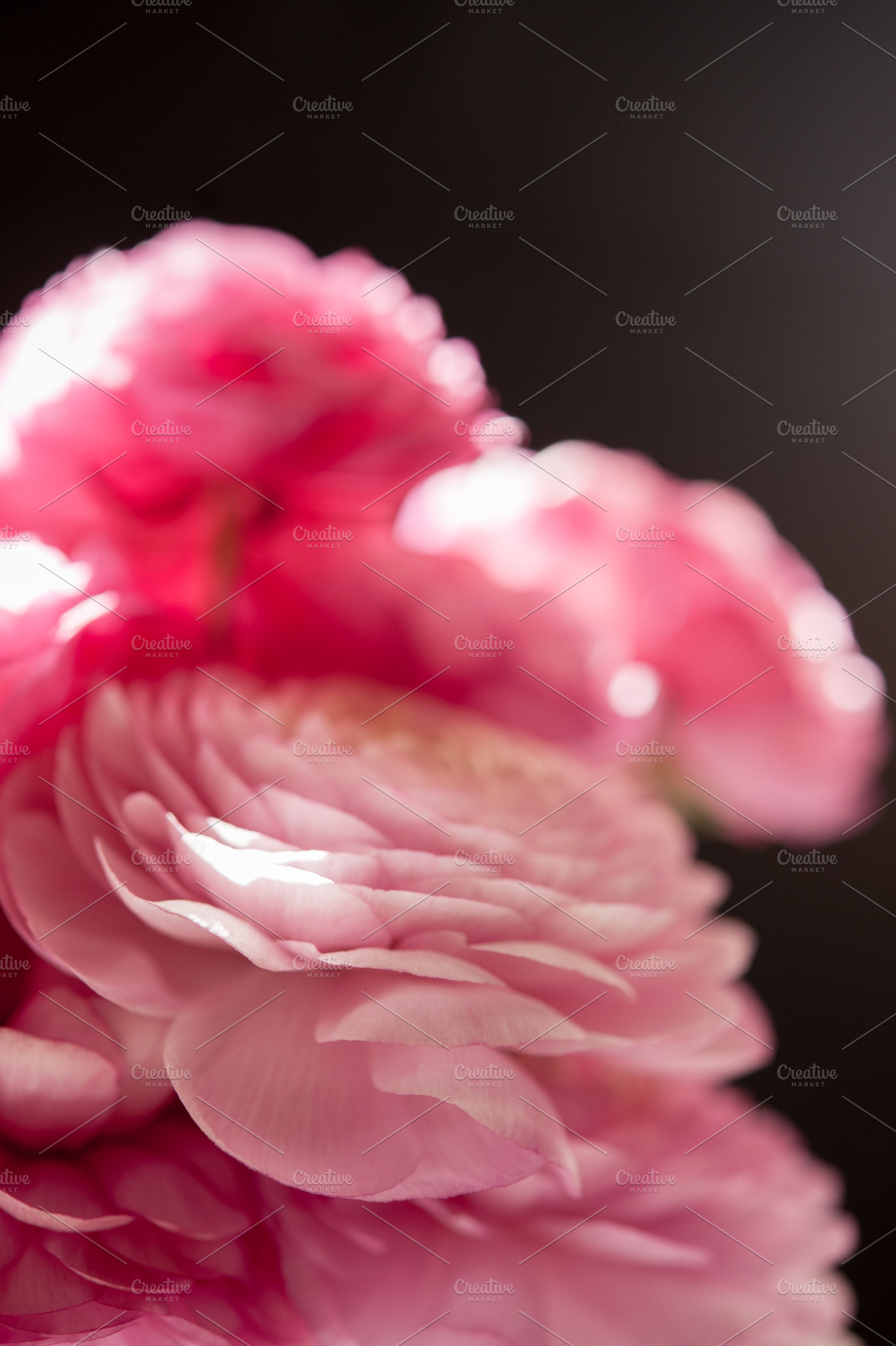 Ranunculus Against Slate