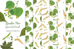 Linden tree leaves and seeds