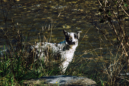 Dog in nature