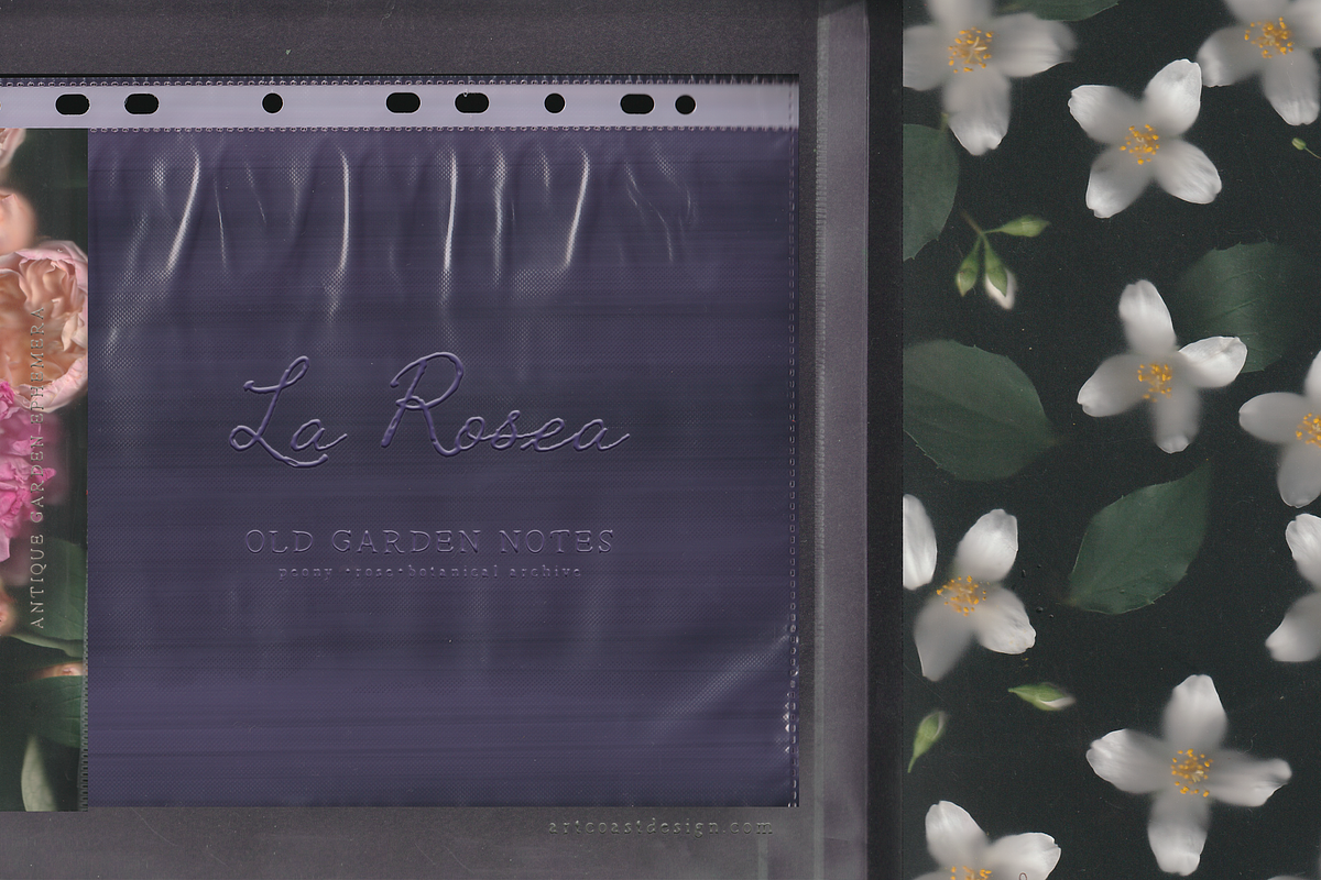 La Rosea — Botanical Floral Ephemera, a Background Graphic by nadispasibenko (Photo 2 of 8)