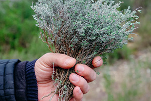 man holding a bunch of wild thyme outdoors, a Photo by Nito