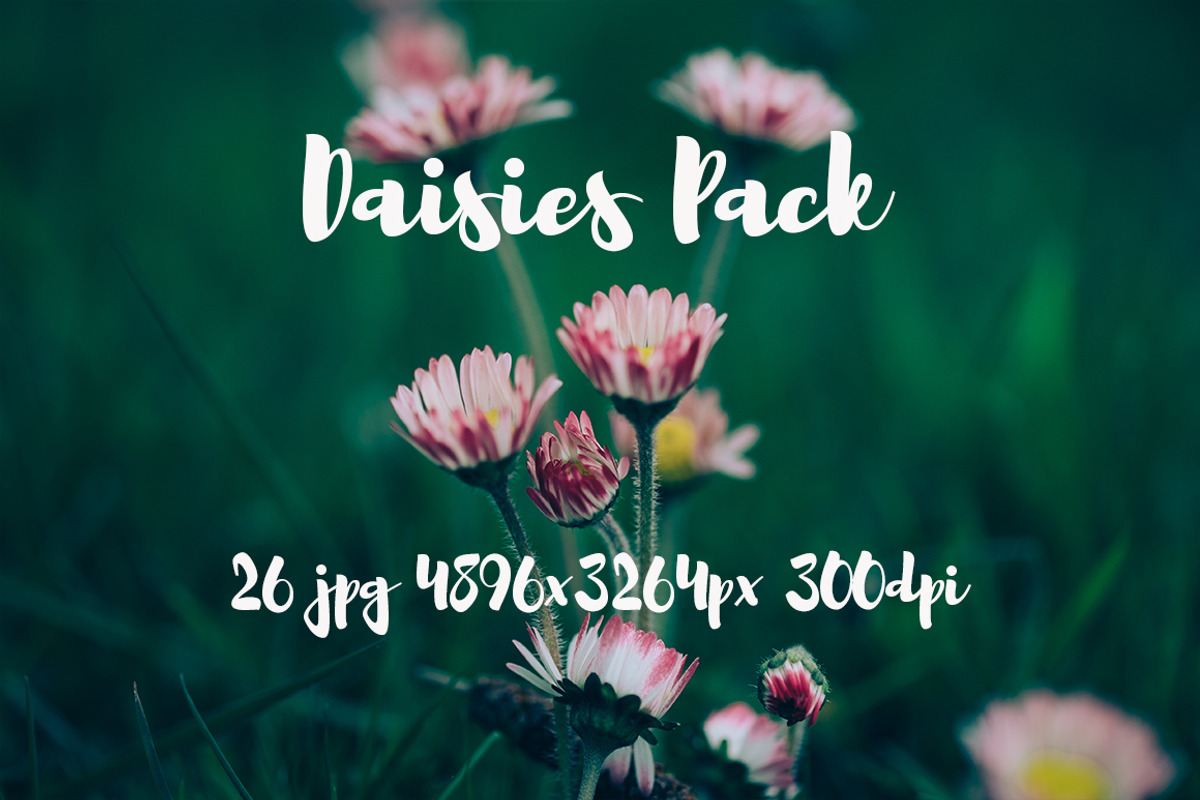 Daisies Pack, a Templates & Theme by ApertureVintage (Photo 14 of 14)