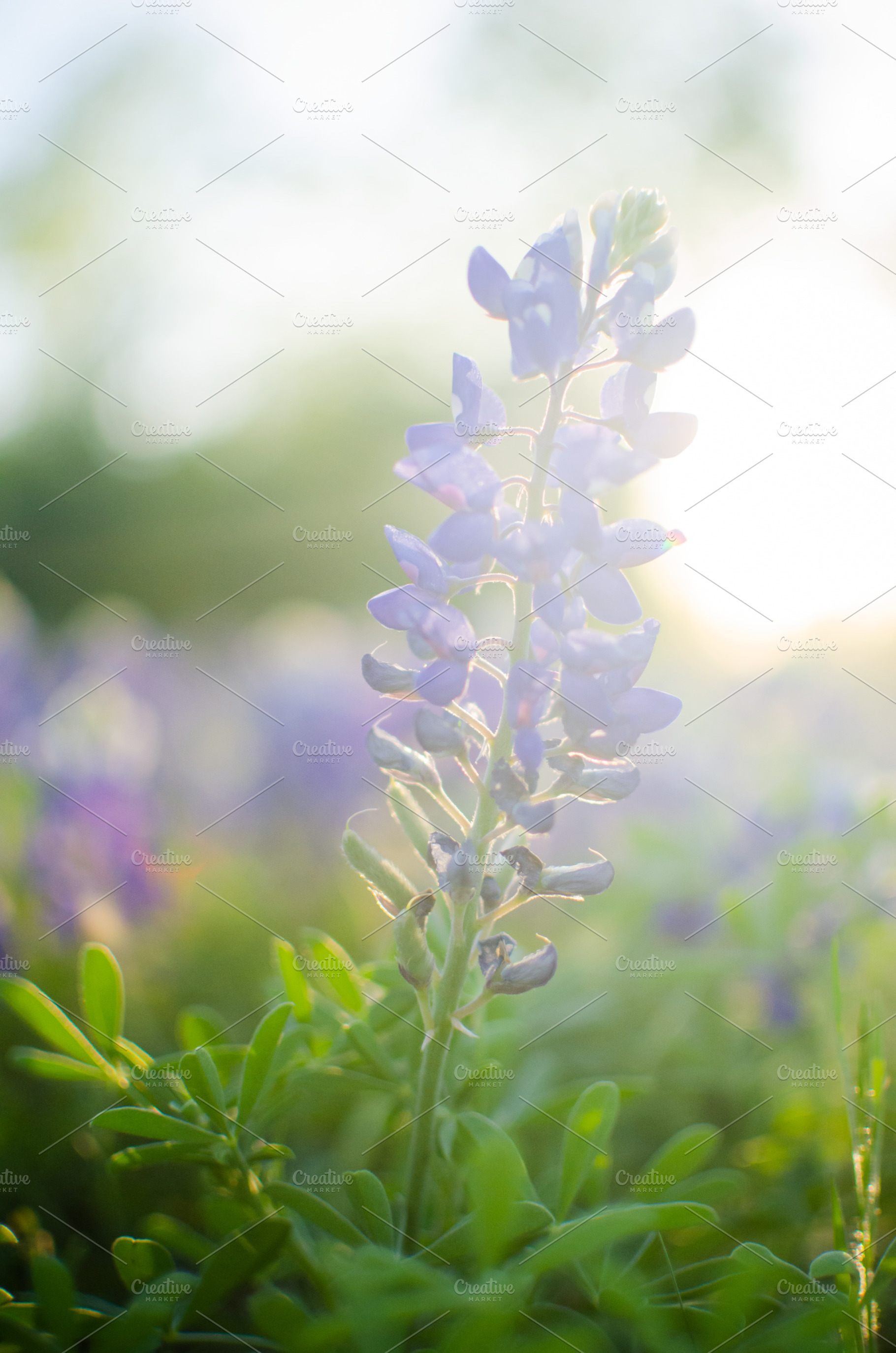 Bluebonnet in the sun 1 featuring bluebonnet, flower, and blue, a Nature Photo by Joshua C. Carroll