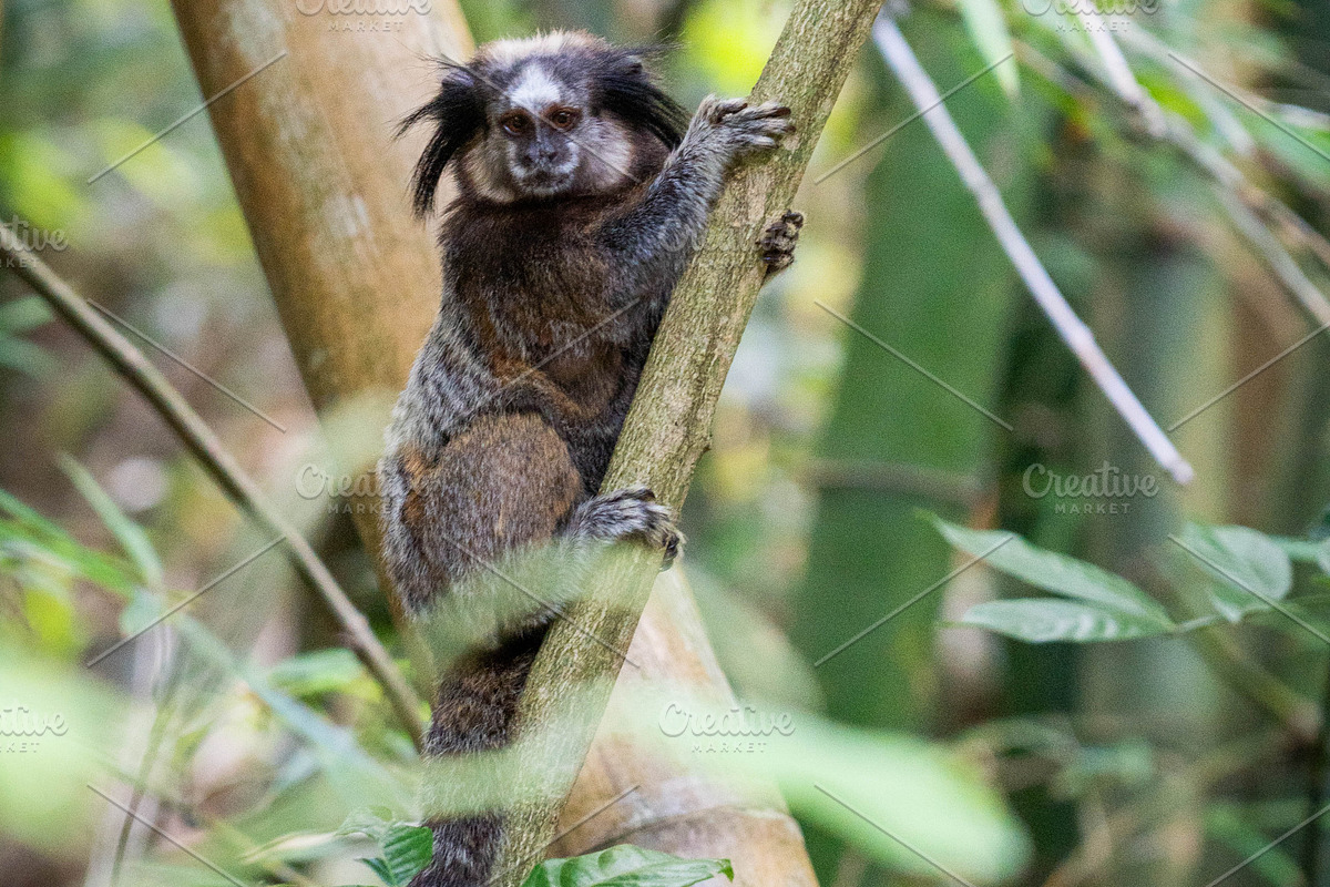Brazilian Marmoset in the Forest, an Animal Photo by HiLine (Photo 10 of 11)