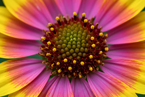 Macro close-up of a vibrant pink and, a Nature Photo by professorinc