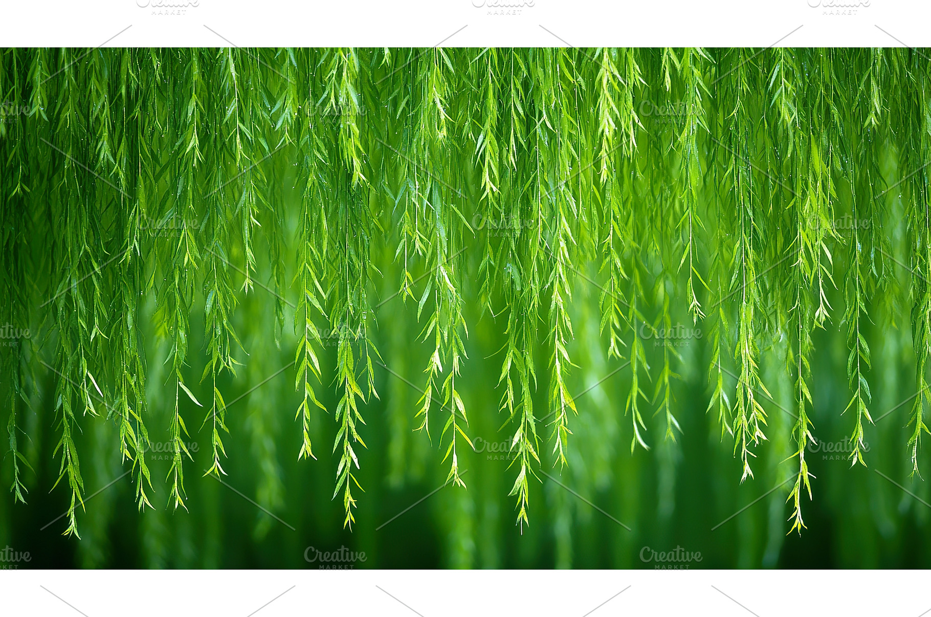 Cascading willow trees abstract, a Nature Photo by Lermont51