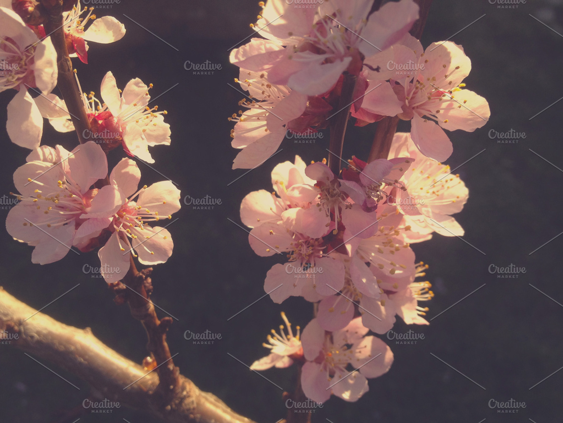 Cherry blossom stock photo containing cherry blossom and tree