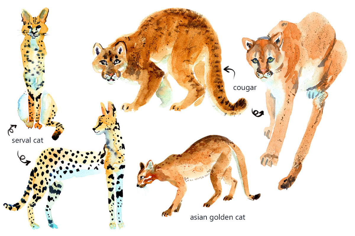 Watercolor WILD cats, an Animal Illustration by Anastasia (Photo 8 of 13)