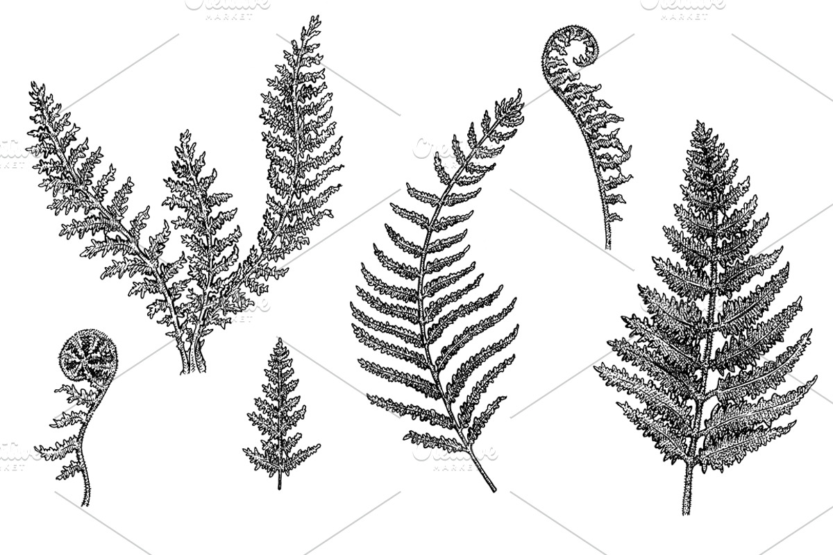 Fern, an Object Illustration by Eugenia Hauss Design