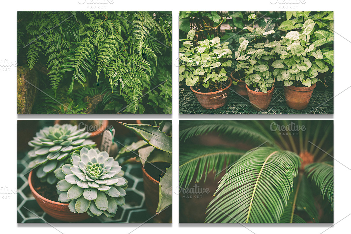 Botanical background bundle 20 jpg, a Nature Photo by WildStrawberry Magic (Photo 5 of 6)