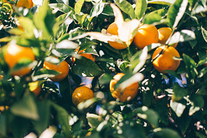 Greek tangerine tree #2