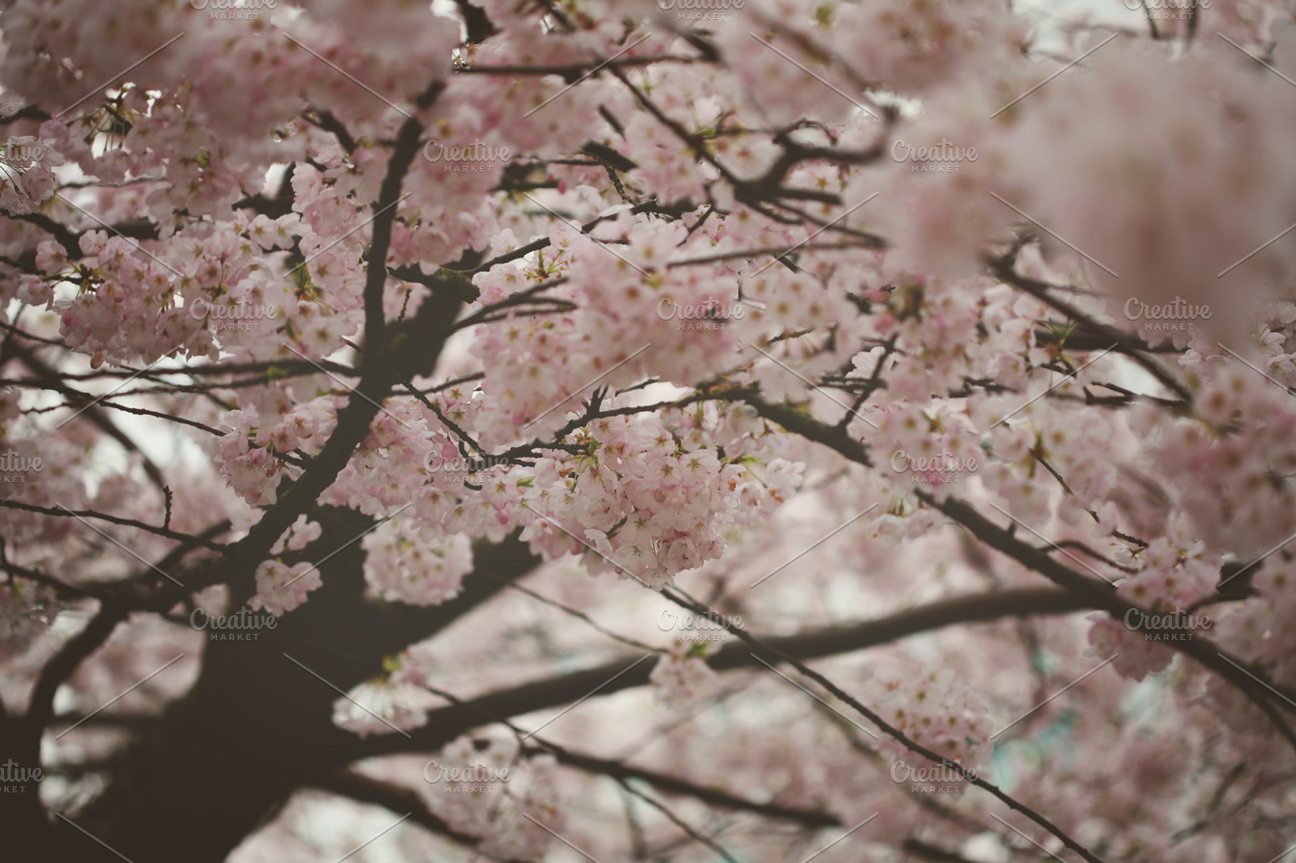 Bloom containing cherry blossom, flower, and bloom, a Nature Photo by oliviazhang