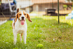Beagle dog in a garden, an Animal Photo by MadPhotos