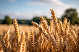 Golden wheat grass swaying in the breeze, a Nature Photo by AlyaAnd