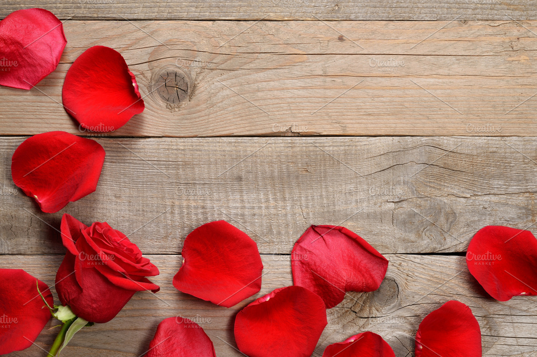 Red rose and petals containing rose, petals, and red