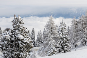Austrian Alps and forest in snow, a Nature Photo by Photo Kaminski