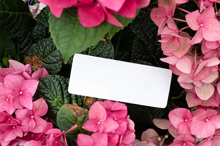 invitation card with hydrangeas, an Arts & Entertainment Photo by Arymer