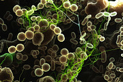 52 Fictional Microscopic Organisms, an Abstract Photo by h.utomo (Thumbnail 8 of 52)