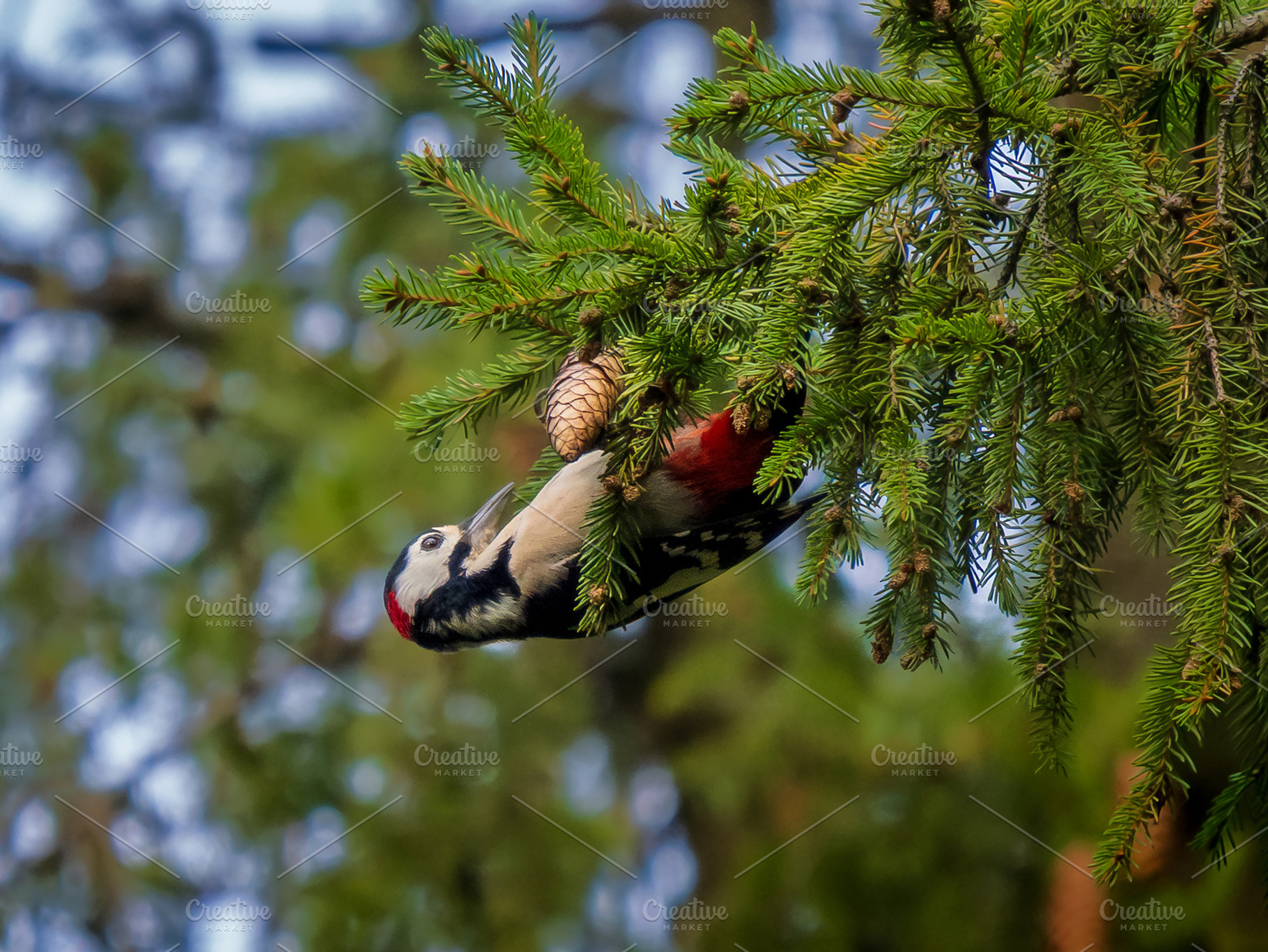 Woodpecker hanging upside down, an Animal Photo by Fascinadora