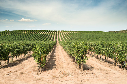 Vineyards in a rows and winery containing grape, grapes, and vine, a Nature Photo by Deyan Georgiev