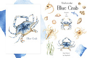 Watercolor Blue Crab Life Cycle Set, an Education Illustration by MayaNavits (Thumbnail 3 of 8)