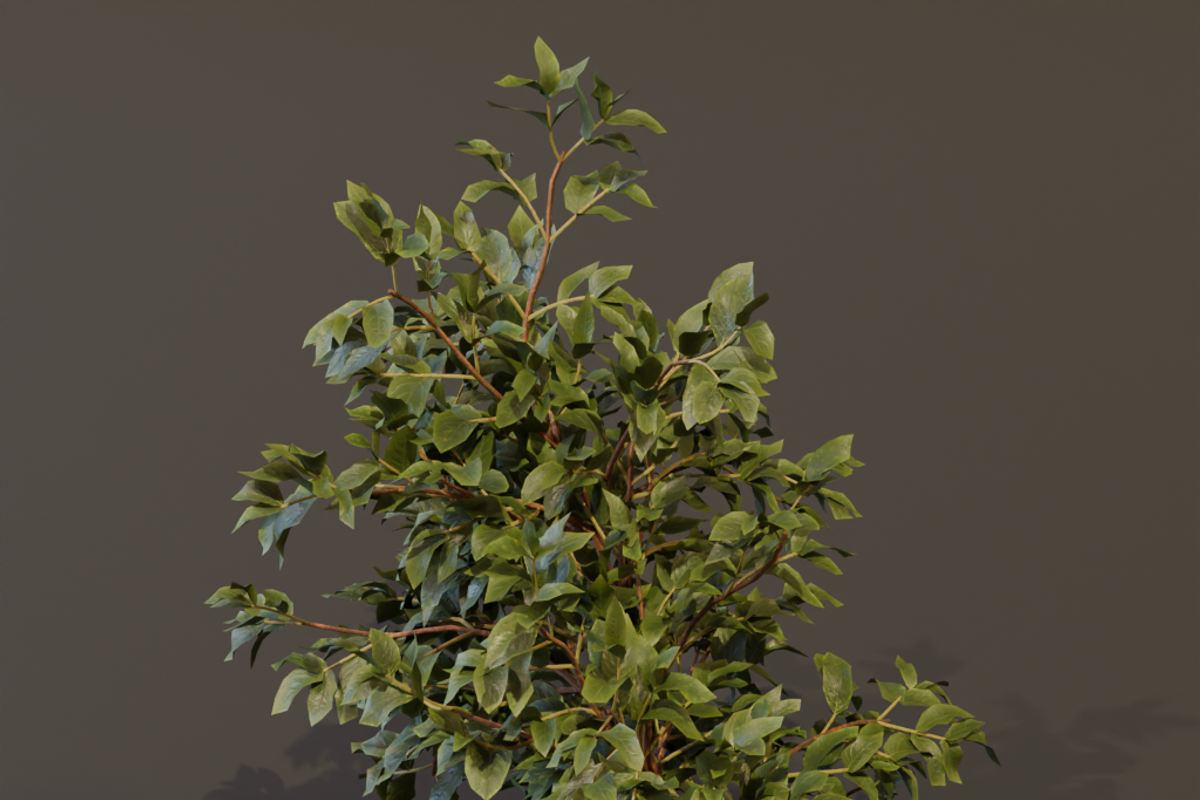 The Elderberry Bush, a Plants & Tree 3D Model by FuturePastCreatives (Photo 2 of 9)