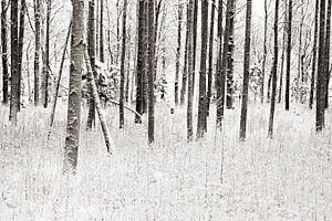 Snowy trees stock photo containing nikon and d700