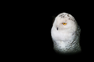 Snow Owl
