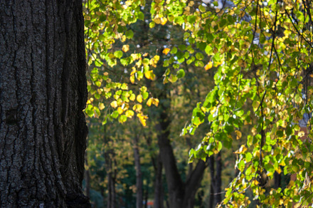 White tree trunks in October, a Nature Photo by Schreibikus