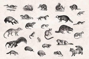 Wild Animals Engravings