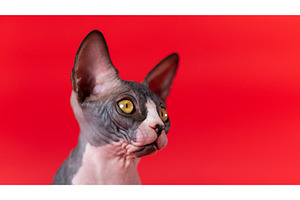Portrait of luxury kitten of Sphynx, an Animal Photo by Alexander-Piragis