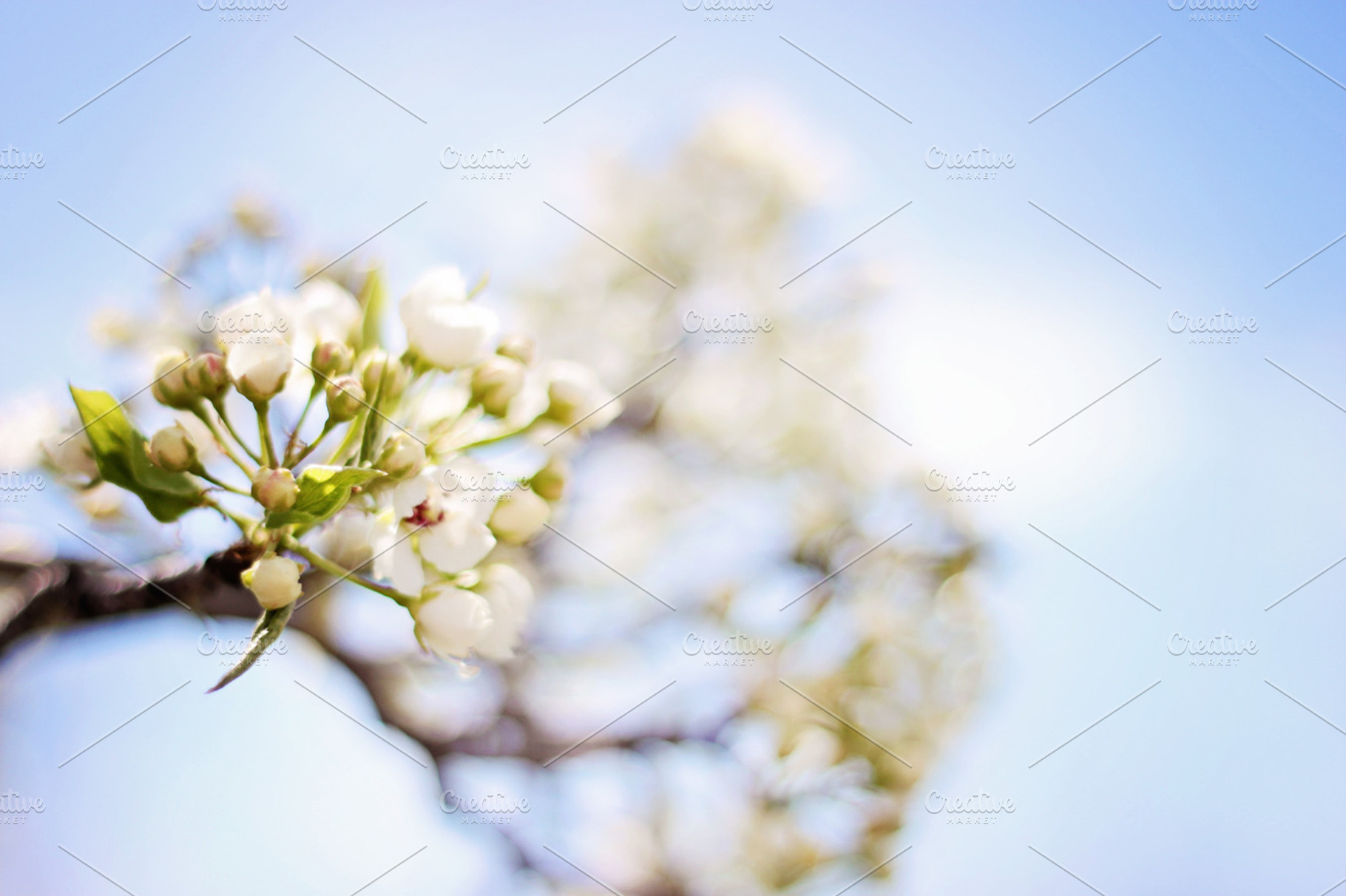 White blossoms containing white blossoms, tree, and white, a Nature Photo by Bellano Web Studio