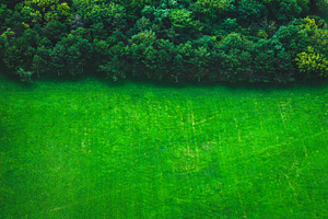 Green meadow top view