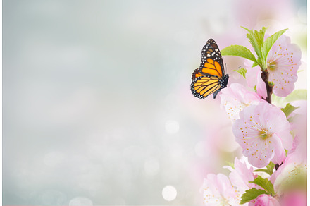 Cherry Flowers in green garden, a Nature Photo by Neirfy