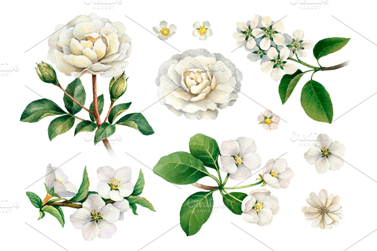White summer nature illustrations, an Illustration by Sundra (Photo 2 of 5)