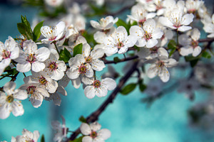 Cherry blossoms. branch beautiful fresh flowers on a blue background, a Nature Photo by TatsianaSalauyova