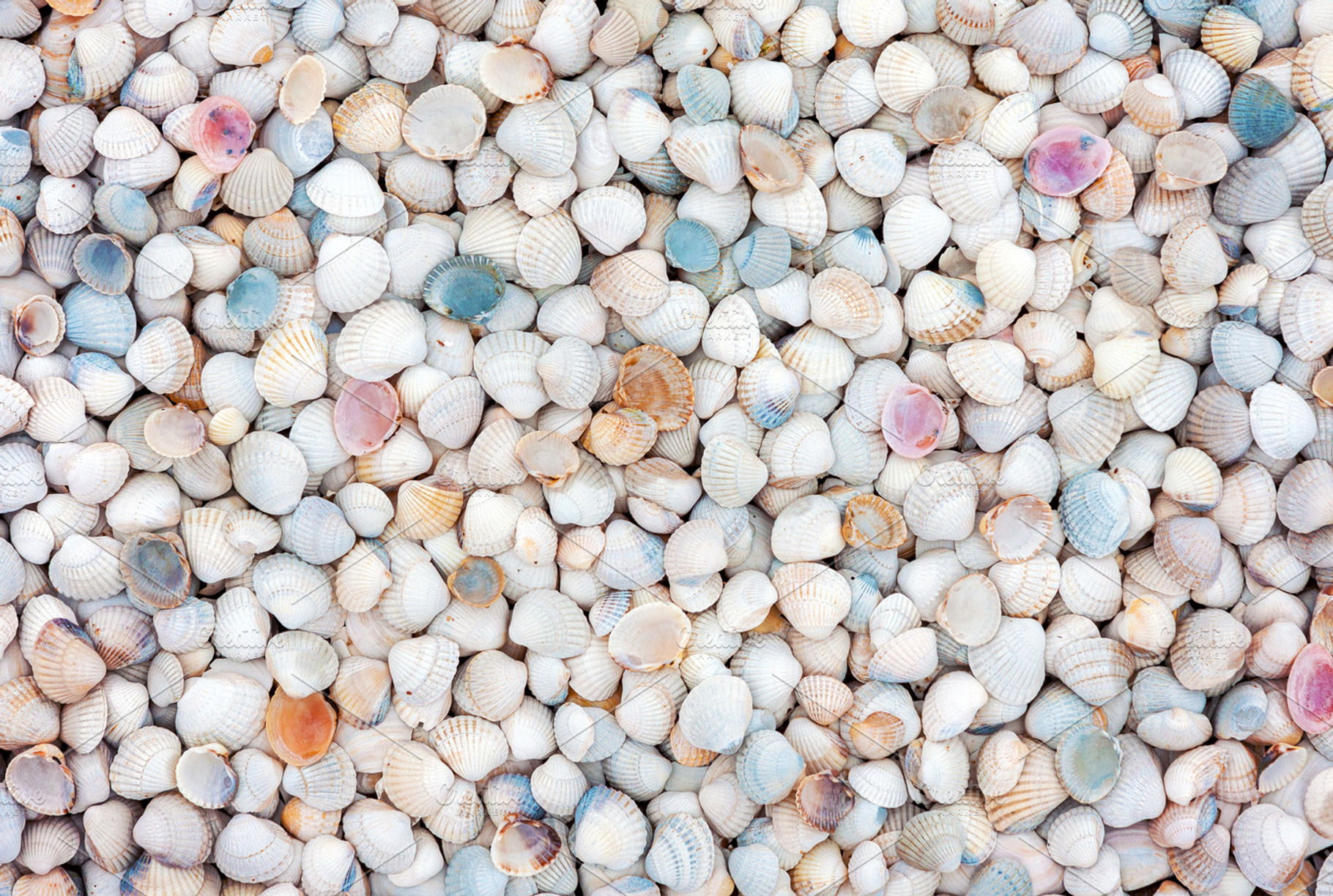Sea shell background, a Nature Photo by BOOCYS